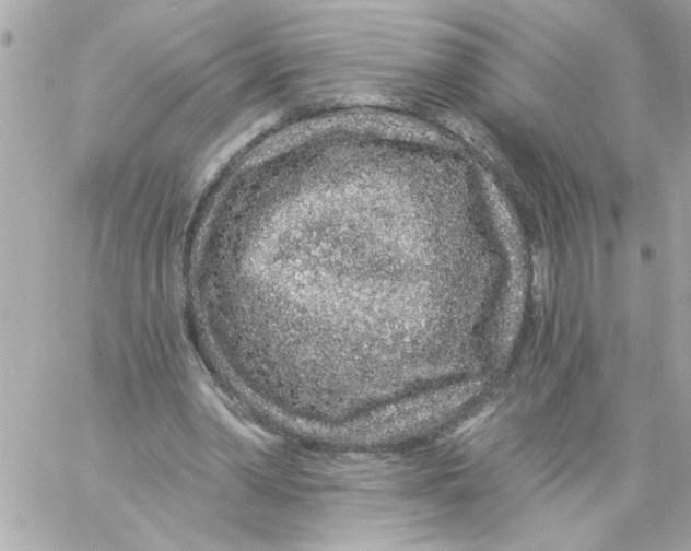 X0000057090390200510071916