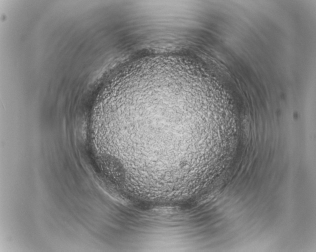 X0000057090499200510071915