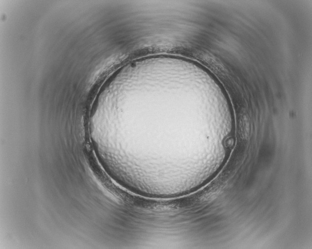 X0000057090638200510071912