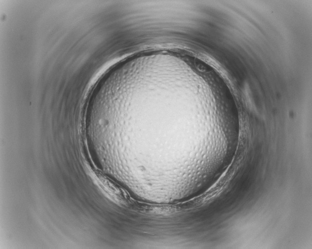 X0000057090803200510071910