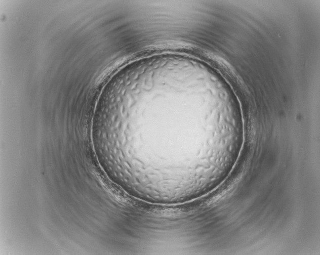 X0000057090833200510071909