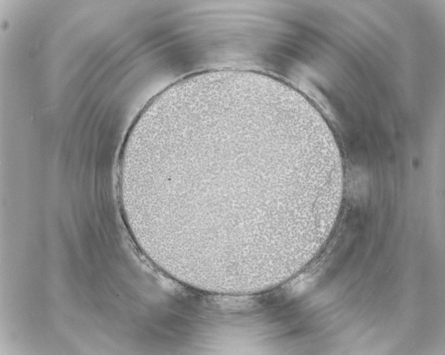 X0000057090856200510071909