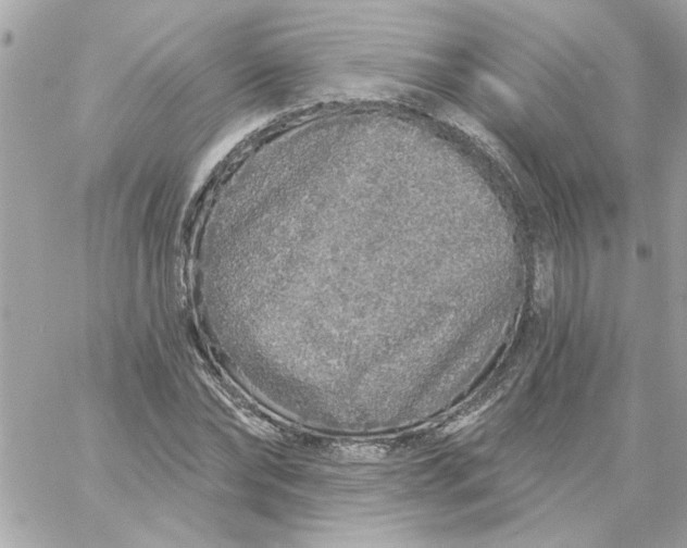 X0000057090878200510071908