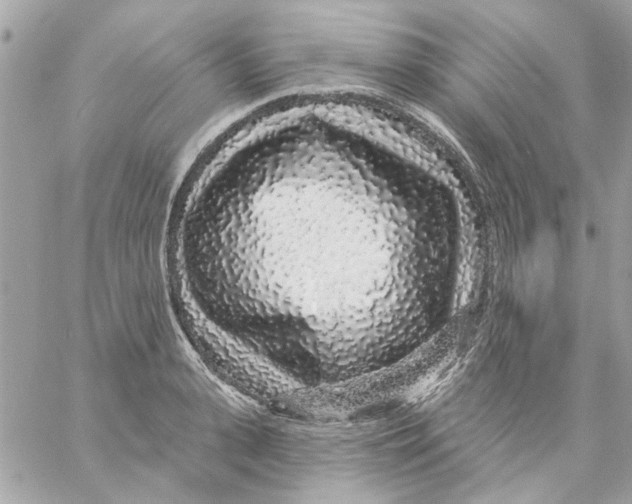 X0000057090943200510071907