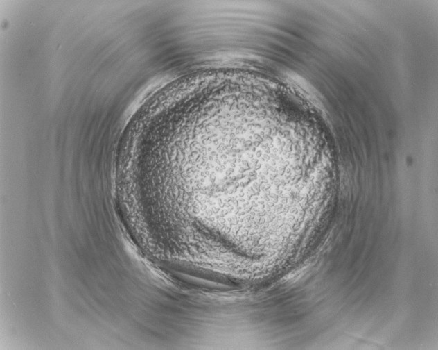 X0000057090994200510071906