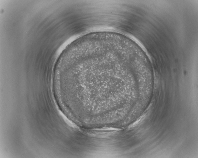 X0000057091245200510071903