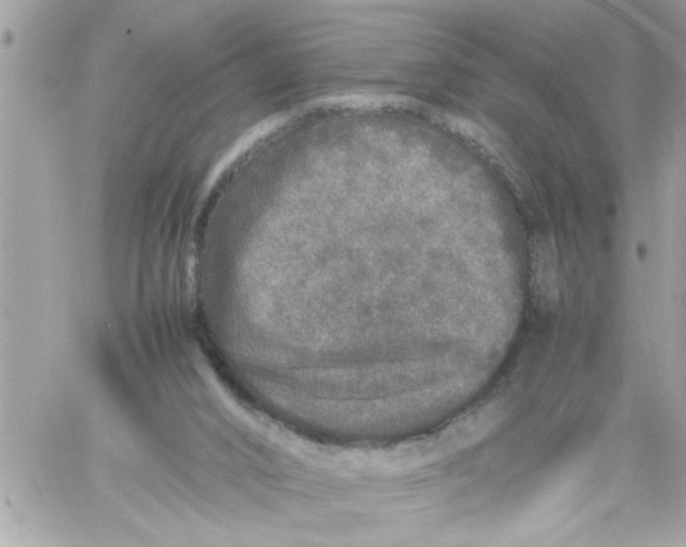 X0000057100016200510071949