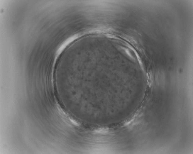 X0000057100196200510071946