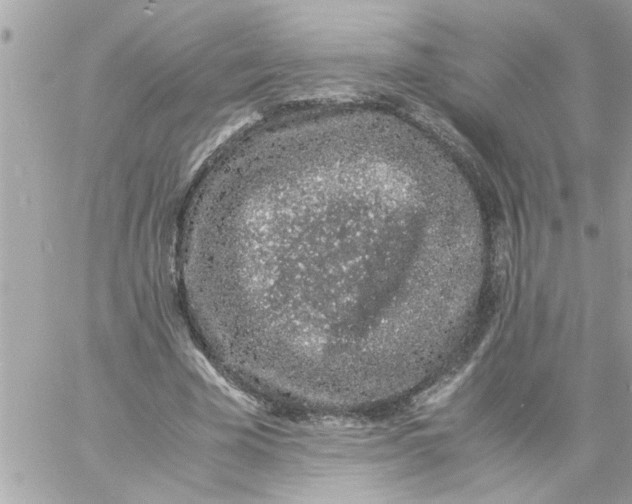 X0000057100585200510071939