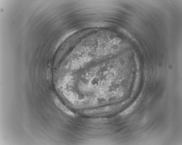 X0000057101025200510071931