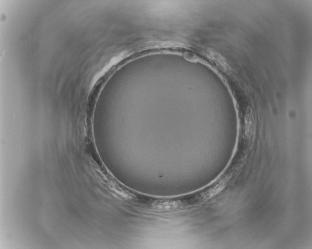 X0000057101165200510071929