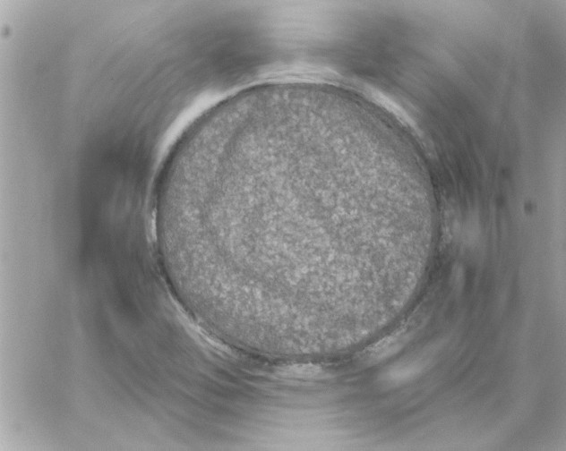 X0000057101462200510071924