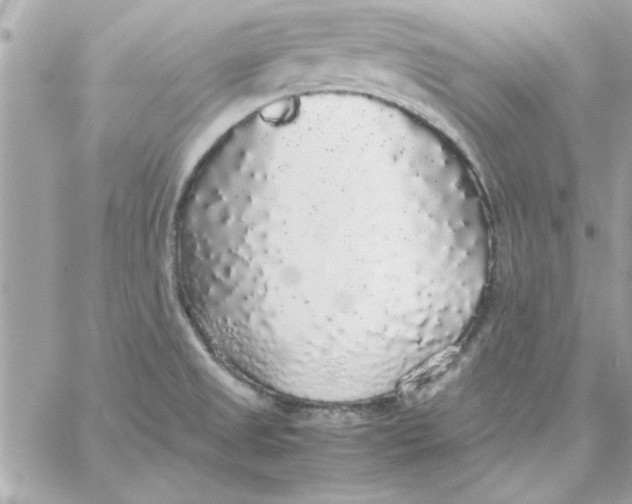 X0000057101525200510071924