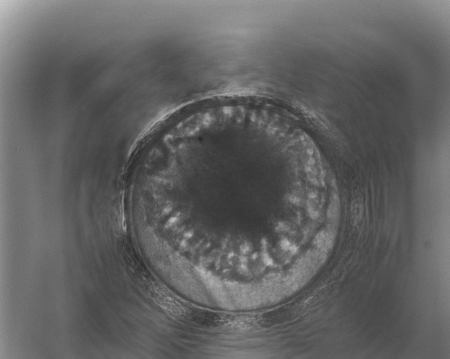 X0000057561262200509302036