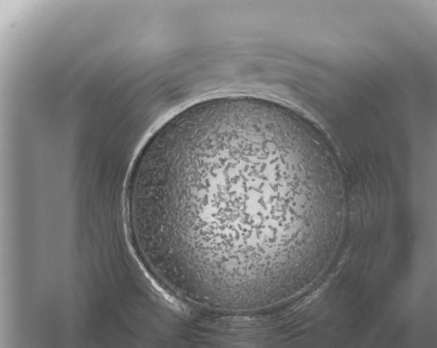 X0000057561517200509302031