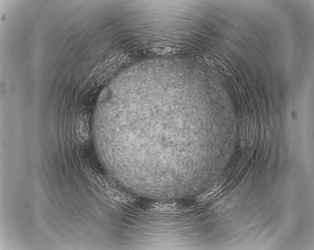 X0000057560606200510071519