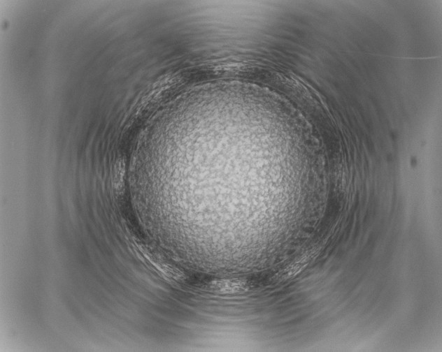 X0000057570660200510071545