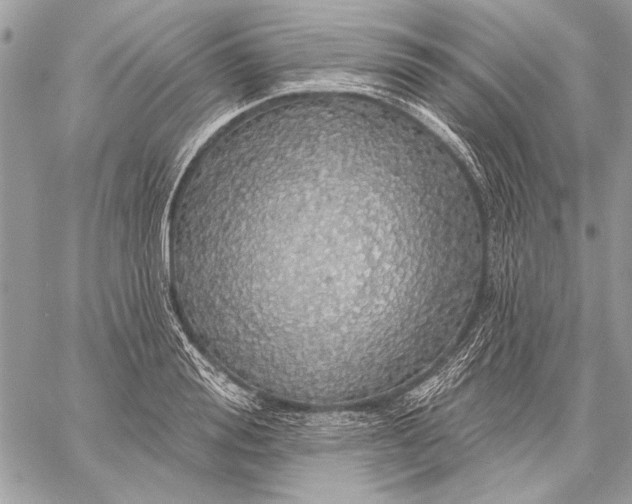 X0000057570988200510071539