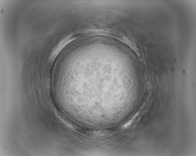 X0000057580103200510071620