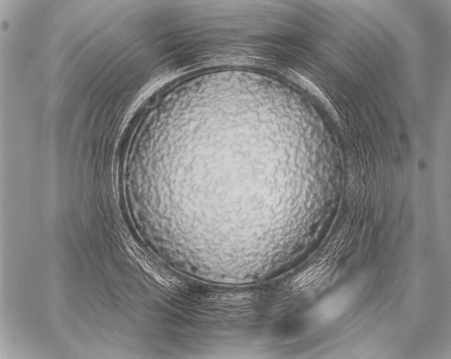 X0000058111035200510171239