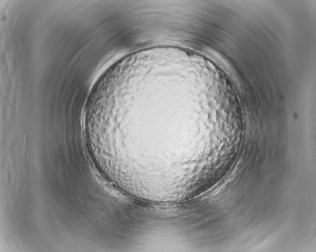 X0000058111198200510171236