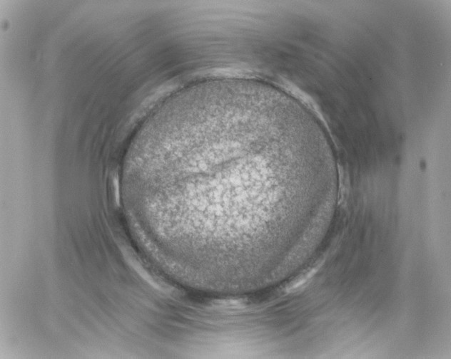 X0000058120061200510212031