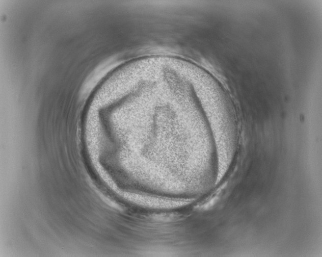 X0000058120103200510212030