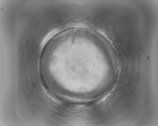 X0000058120151200510212029