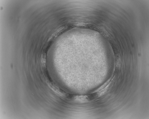 X0000058120179200510212030