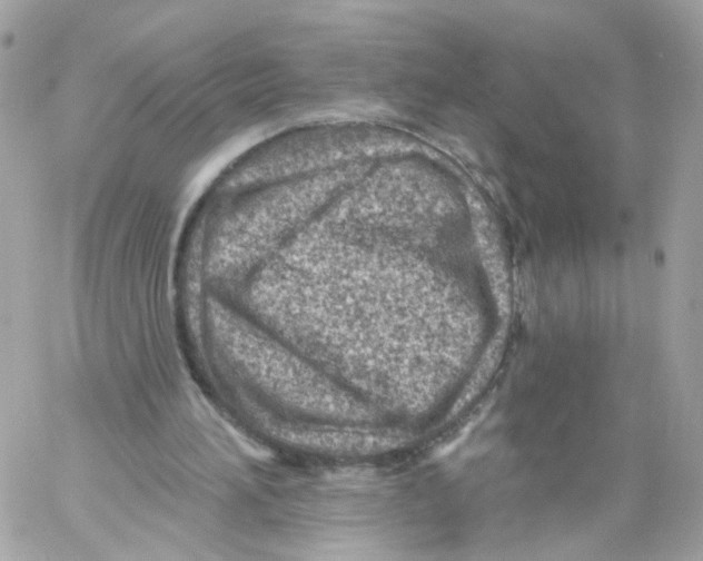 X0000058120196200510212029