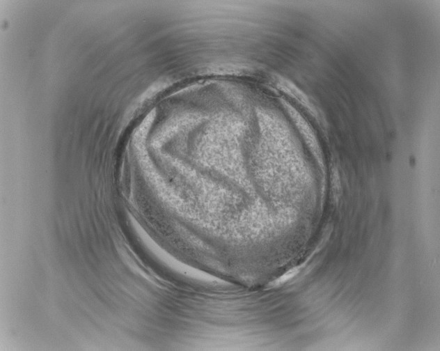 X0000058120203200510212029