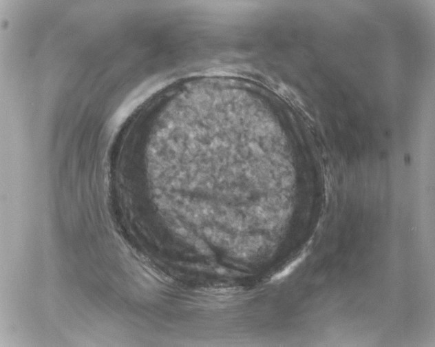 X0000058120295200510212027