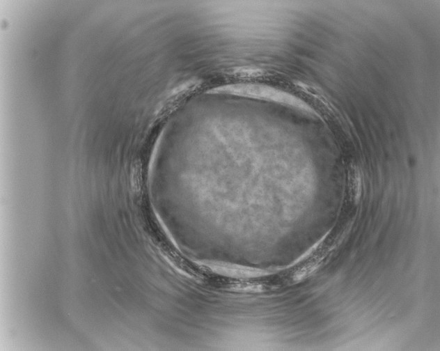 X0000058120760200510212020