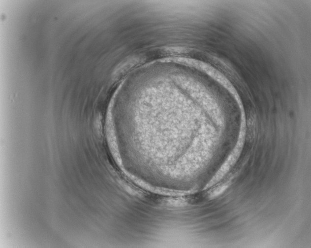 X0000058120765200510212020