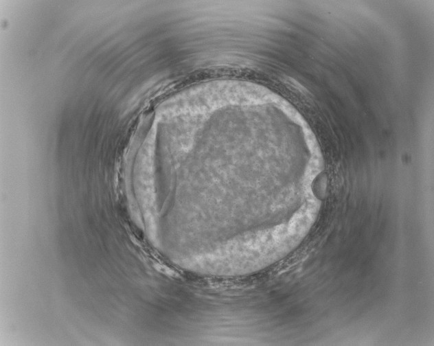 X0000058120774200510212019