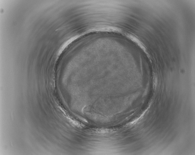 X0000058120829200510212018