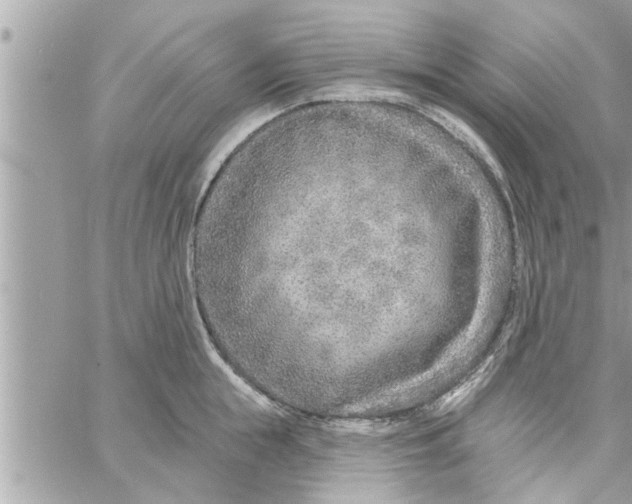 X0000058120855200510212018