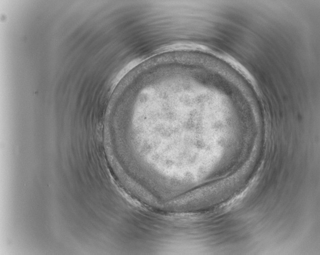 X0000058120953200510212017