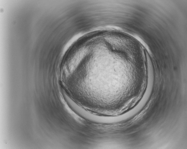 X0000058121054200510212015