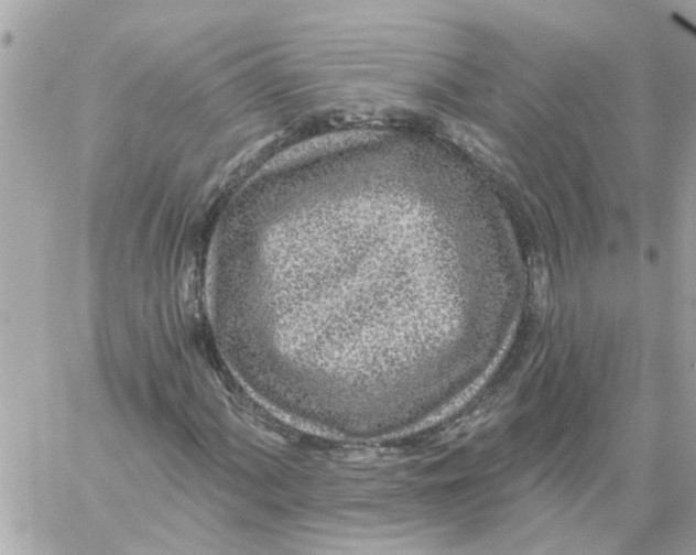 X0000058121060200510212015