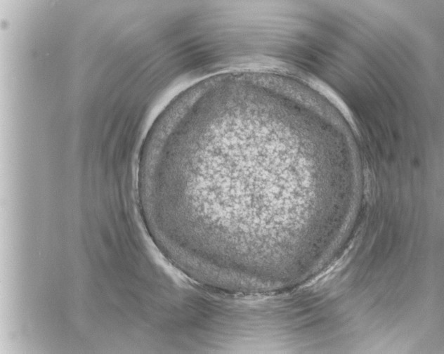 X0000058121099200510212014