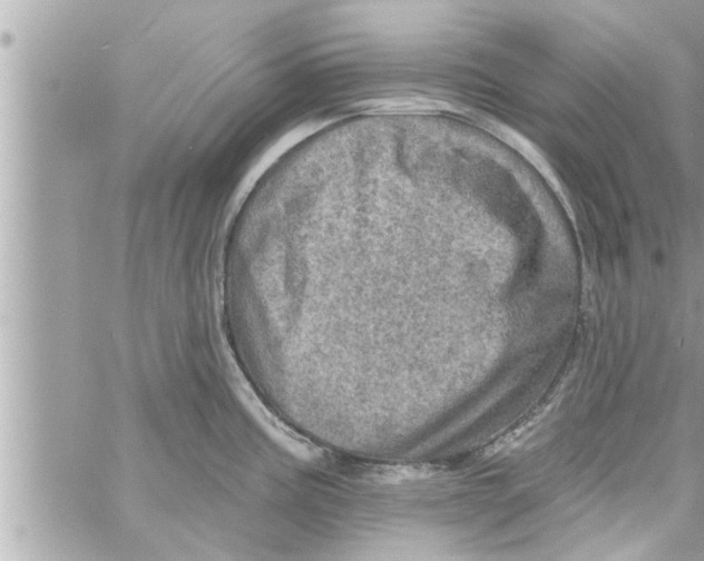 X0000058121195200510212012