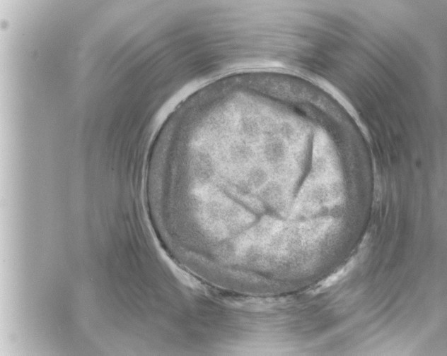 X0000058121245200510212012