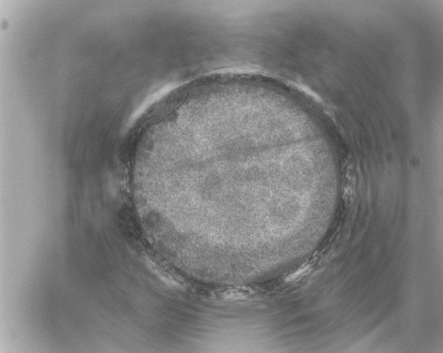 X0000058121255200510212011