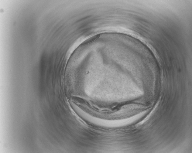 X0000058121529200510212007