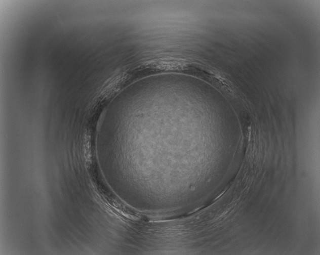 X0000058130696200509261301