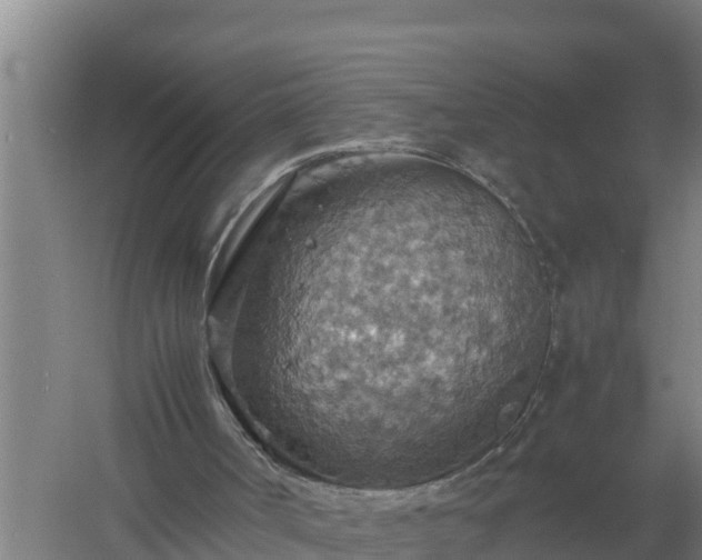 X0000058130002200509302005