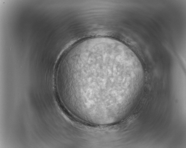 X0000058130012200510072017