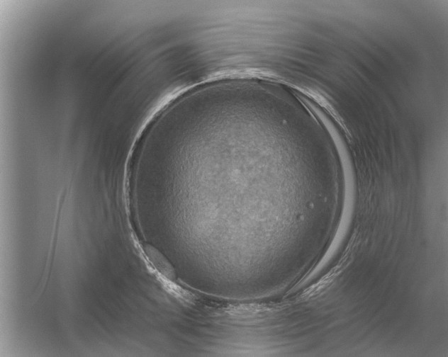 X0000058131046200510072000