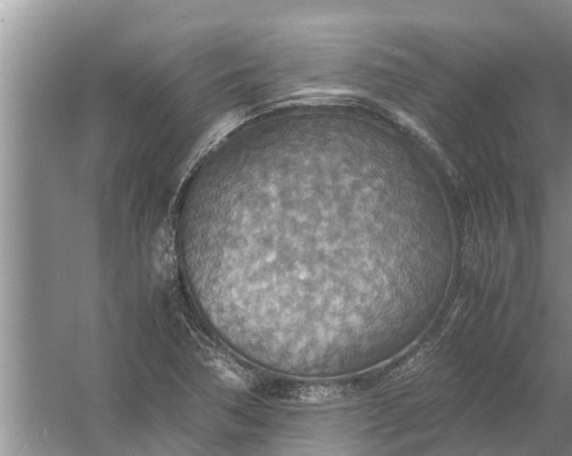 X0000058131362200510071954